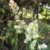 Orchard grass; cock's foot