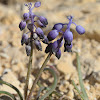 Thin-leaved muscari