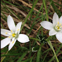 Star-of-Bethlehem