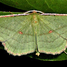 Mariposa