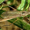 Marsh Crane Fly