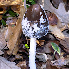 Shaggy mane