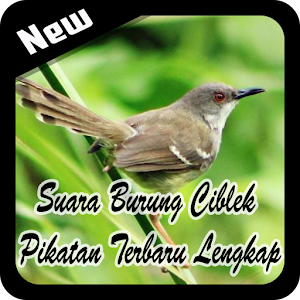 Download Suara Burung Ciblek Pikatan Terbaru Lengkap For PC Windows and Mac