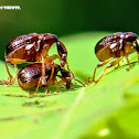 Leaf Roller Weevil