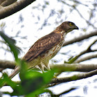 Crested GosHawk ( कल्की बेसरा )