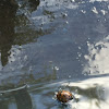 Multicolored Asian Lady Beetle