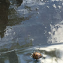 Multicolored Asian Lady Beetle