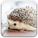 Baby Hedgehog Chrome extension download