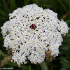 Wild Carrot