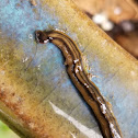 Hammerhead flatworm