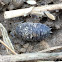 Pill bug or Roly Polie