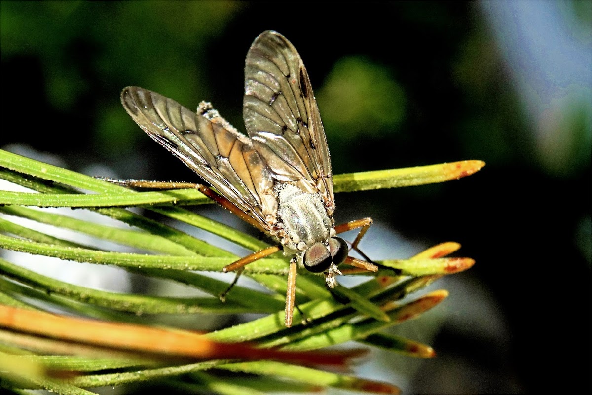 Downlooker snipefly