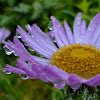 Wandering Fleabane