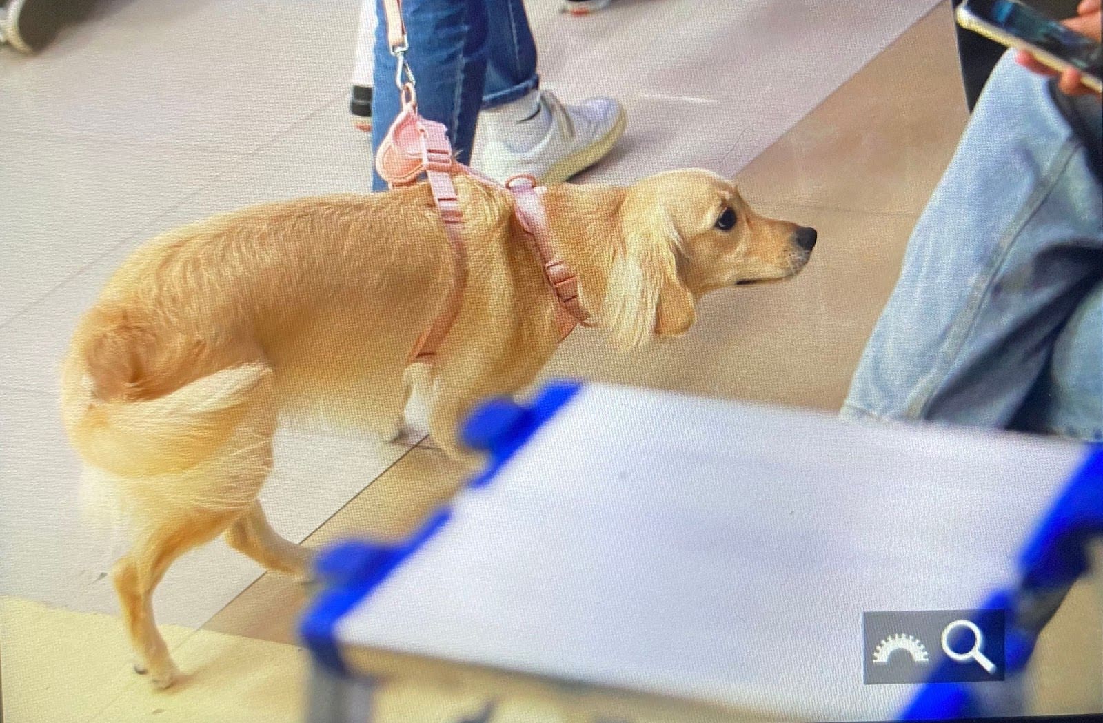 karina airport dog @Prinzessin143