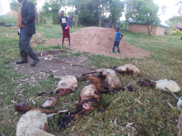 Some sheep that were killed by hyenas in Kanyakolo A village in Ndhiwa on January 30,2023