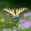 Eastern Tiger Swallowtail