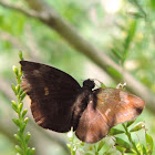 Sickle-winged Skipper