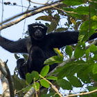 Western hoolock gibbon