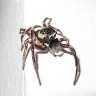 Jumping Spider