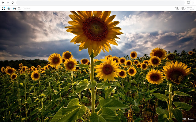 Cool Sunflower Wallpaper