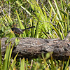 Eastern Towhee