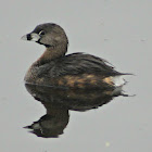 Pied-billed Grebe