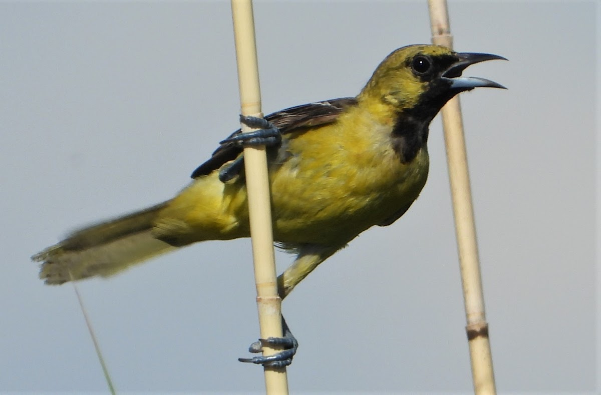 Orchard oriole (Juvenile male)