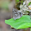 Burmese BushBlue