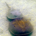 Atlantic Horseshoe Crab