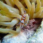 Spotted Cleaner Shrimp