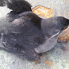 Crested Auklet