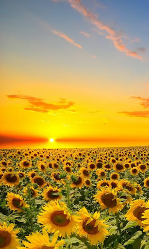 sunflower live wallpaper