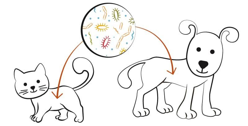 diagramme du microbiome de l'animal