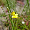 Zigzag Bladderwort