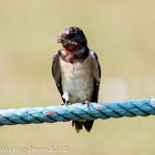 Pacific Swallow