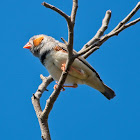 Zebra Finch (male)