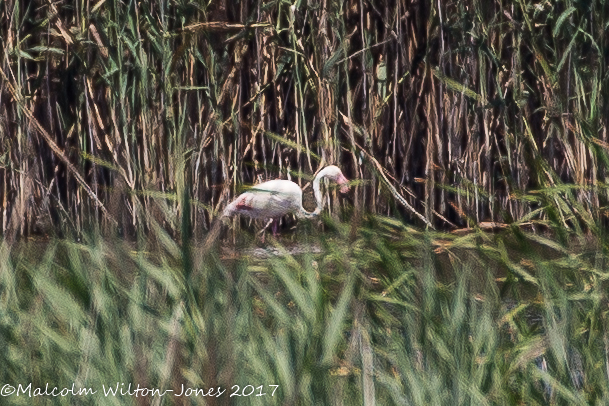 Greater Flamingo; Flamenco