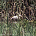 Greater Flamingo; Flamenco