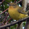 Yellow Thornbill