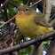 Yellow Thornbill