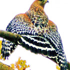 Red Shouldered Hawk