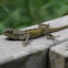 Oriental Garden Lizard