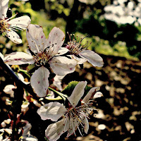 Ramo del mandorlo in fiore  di 