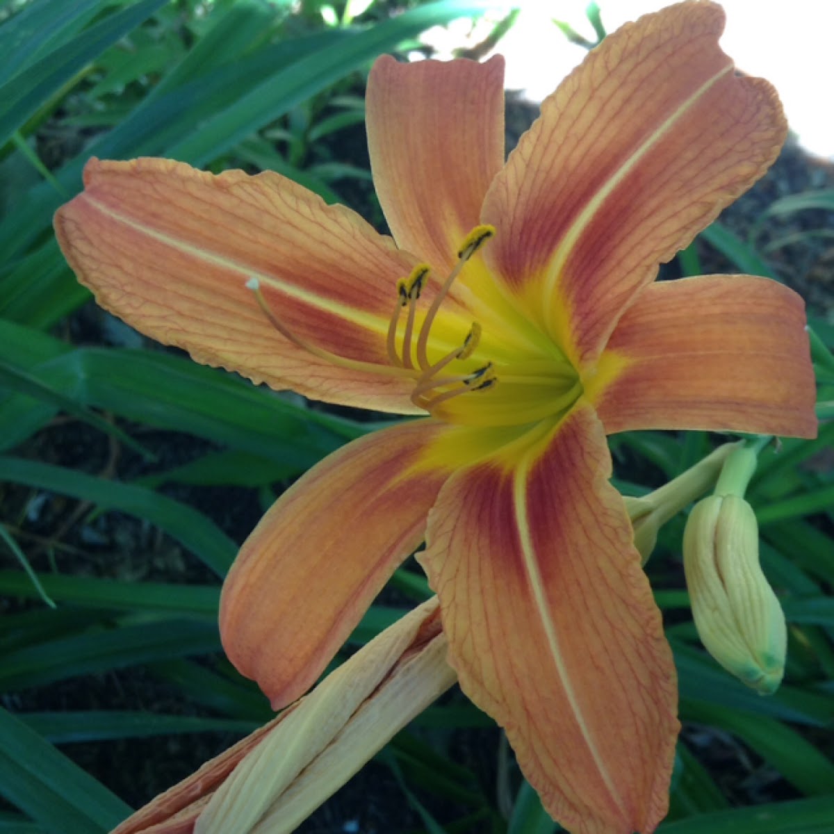 Day lily