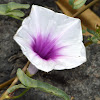 Ipomoea aquatica