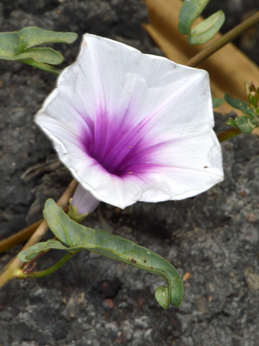 Ipomoea aquatica