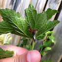 gehakkelde aurelia (Polygonia c-album