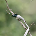 ASIAN PARADISE FLYCATCHER - WHITE MORPH