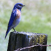 Western Bluebird