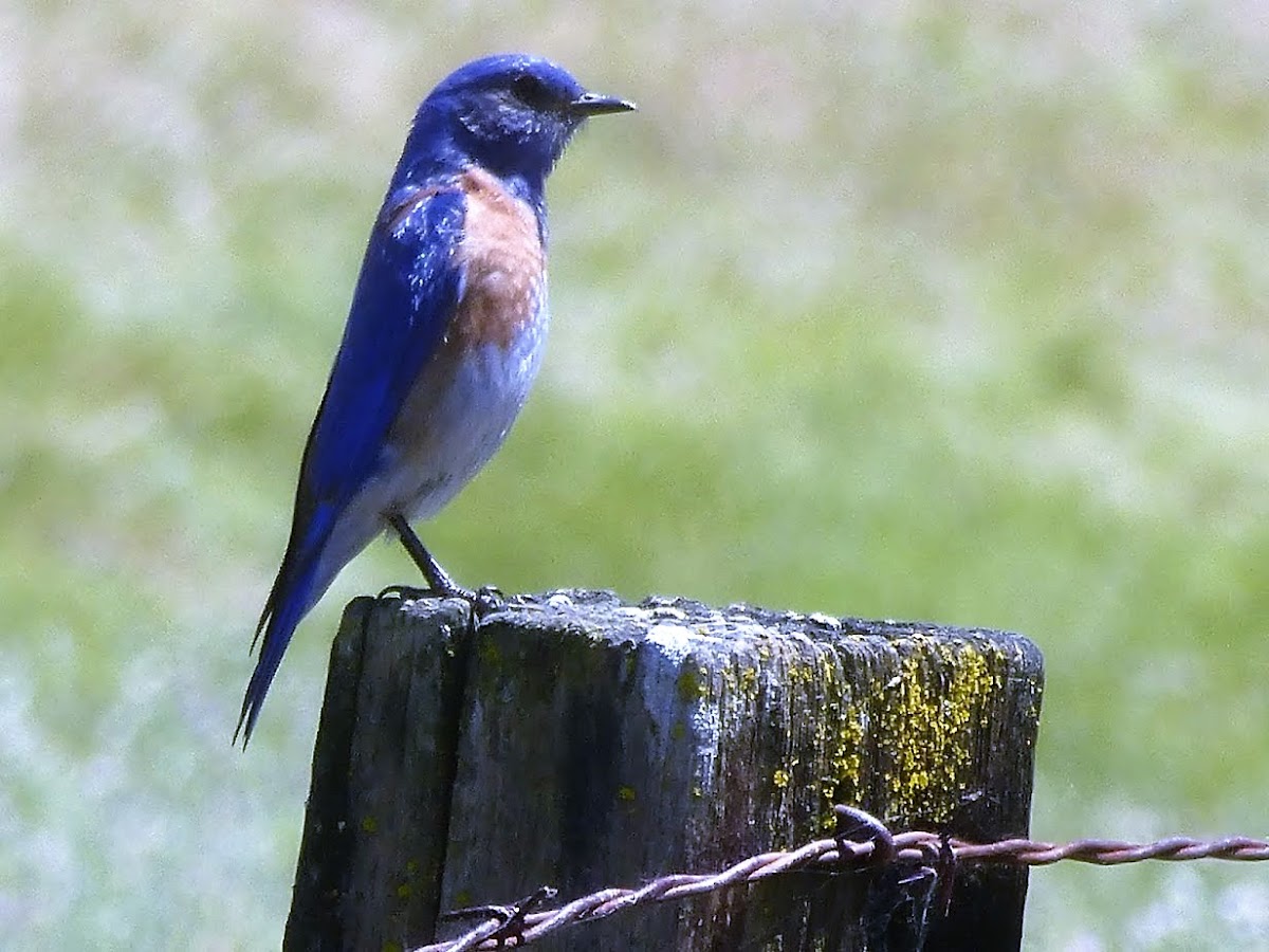 Western Bluebird